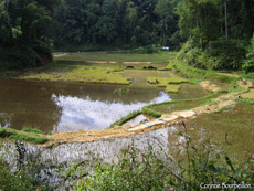 Rizières