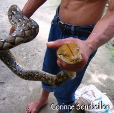 Petitesbullesdailleurs.fr © Corinne Bourbeillon
