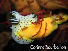 Petitesbullesdailleurs.fr © Corinne Bourbeillon
