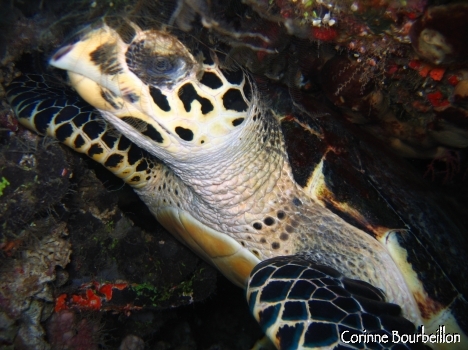 Petitesbullesdailleurs.fr © Corinne Bourbeillon
