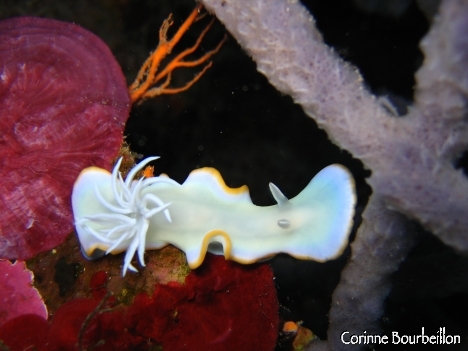 Petitesbullesdailleurs.fr © Corinne Bourbeillon