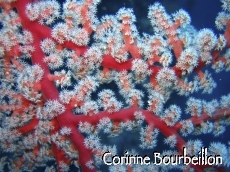 Petitesbullesdailleurs.fr © Corinne Bourbeillon