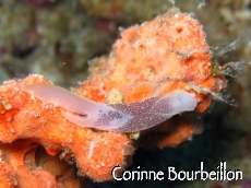 Petitesbullesdailleurs.fr © Corinne Bourbeillon