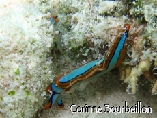 Petitesbullesdailleurs.fr © Corinne Bourbeillon