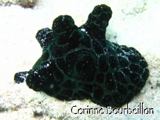 Petitesbullesdailleurs.fr © Corinne Bourbeillon