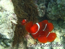 Petitesbullesdailleurs.fr © Corinne Bourbeillon