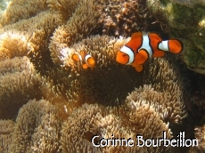 Petitesbullesdailleurs.fr © Corinne Bourbeillon