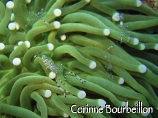 Petitesbullesdailleurs.fr © Corinne Bourbeillon