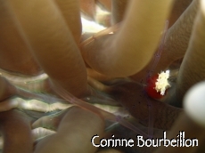 Petitesbullesdailleurs.fr © Corinne Bourbeillon