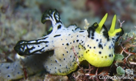 Petitesbullesdailleurs.fr © Corinne Bourbeillon