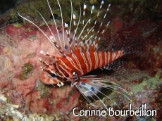 Petitesbullesdailleurs.fr © Corinne Bourbeillon