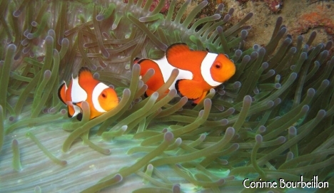 Petitesbullesdailleurs.fr © Corinne Bourbeillon