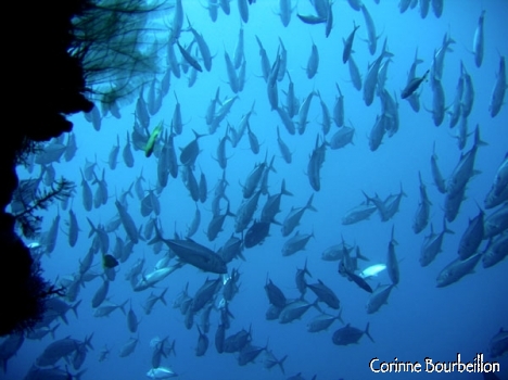 Petitesbullesdailleurs.fr © Corinne Bourbeillon