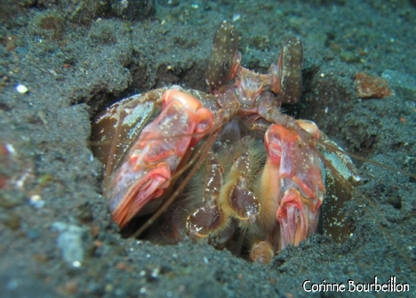 Petitesbullesdailleurs.fr © Corinne Bourbeillon