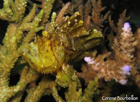 Petitesbullesdailleurs.fr © Corinne Bourbeillon