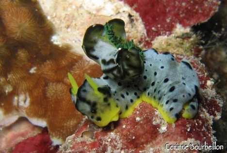 Petitesbullesdailleurs.fr © Corinne Bourbeillon