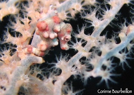 Petitesbullesdailleurs.fr © Corinne Bourbeillon