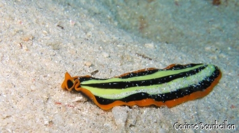Petitesbullesdailleurs.fr © Corinne Bourbeillon