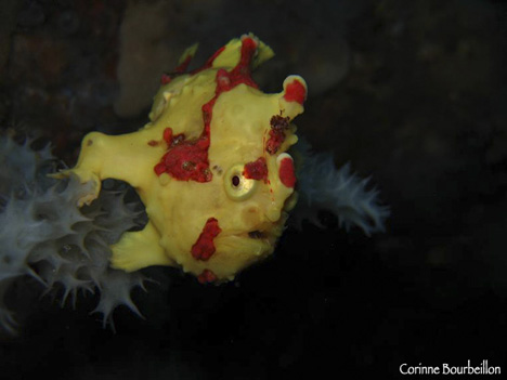 frogfish