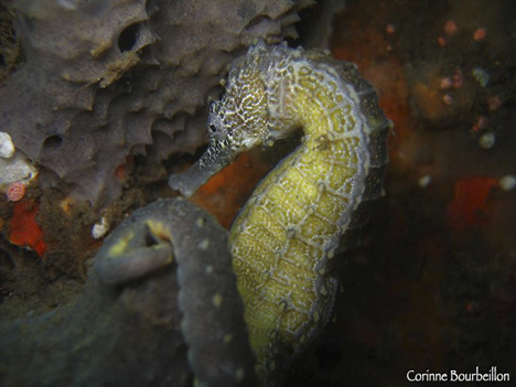 hippocampe