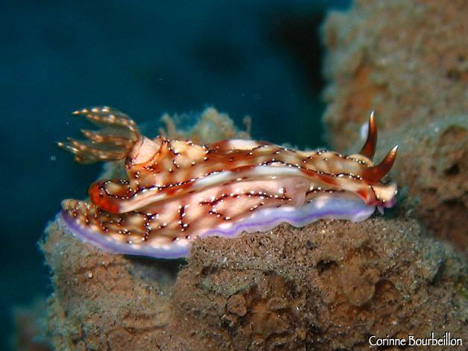 nudibranche