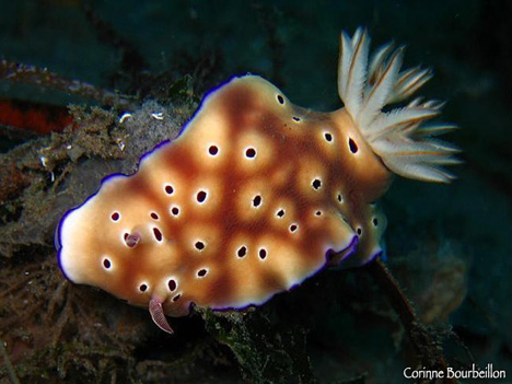 nudibranche