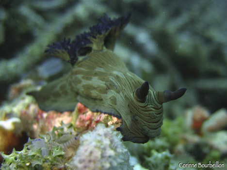 nudibranche