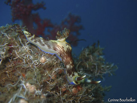 nudibranche