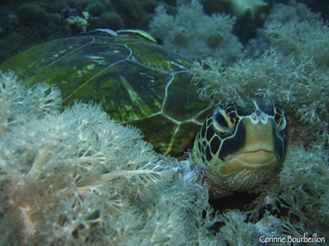 tortue