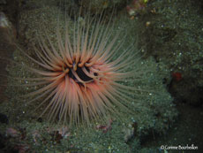 anemone