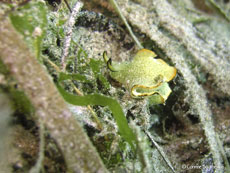 nudibranche