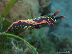 nudibranche
