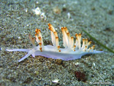 nudibranche