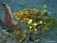 poisson-lime