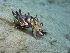 seiche flamboyante