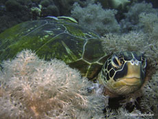 tortue
