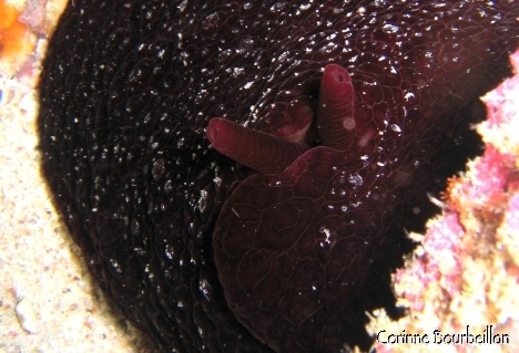 Petitesbullesdailleurs.fr © Corinne Bourbeillon