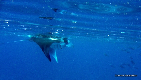 Petitesbullesdailleurs.fr © Corinne Bourbeillon