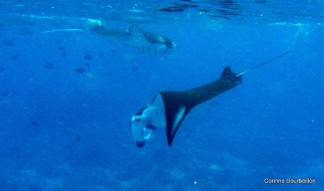 Petitesbullesdailleurs.fr © Corinne Bourbeillon