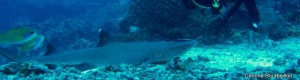 Requin