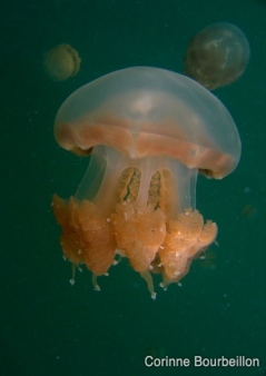 Petitesbullesdailleurs.fr © Corinne Bourbeillon