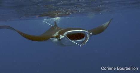 Petitesbullesdailleurs.fr © Corinne Bourbeillon