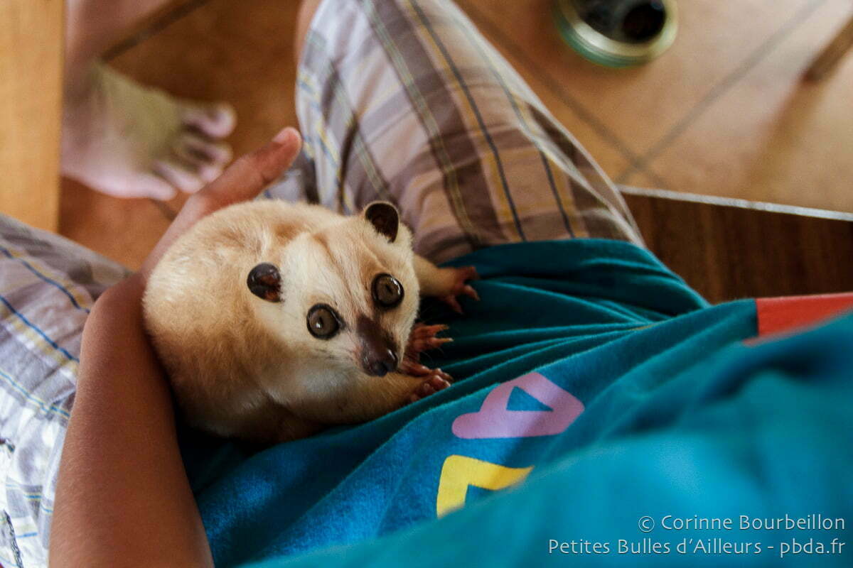 The Eyes Of The Baby Cuscus