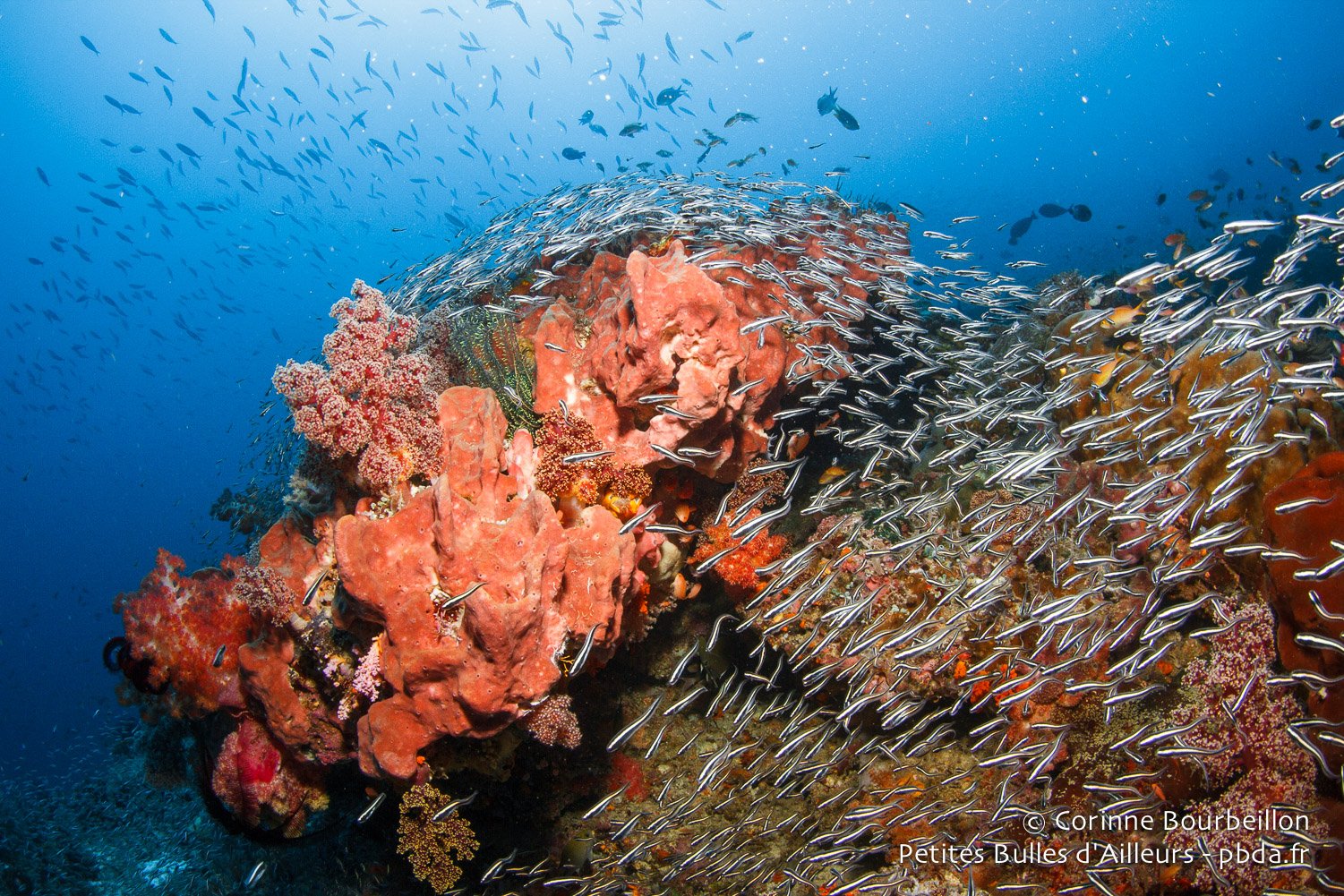 Diving in the heart of the Coral Triangle : Misool, Raja Ampat