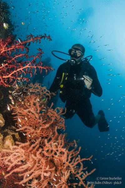 Cédric observe les coraux. Raja Ampat, Papouasie occidentale, Indonésie, mars 2012.