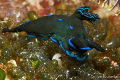 Nudibranche. Alor, Indonésie. Juillet 2012.