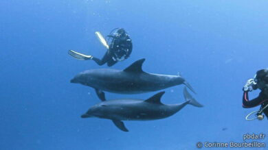 Katy danse avec les dauphins de Rangiroa. Polynésie, octobre 2012.