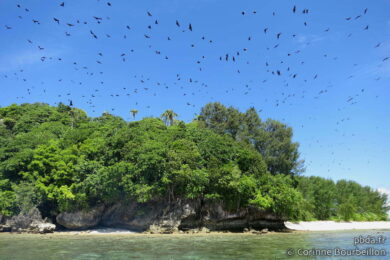 Notre arrivée à Mioskon réveille des centaines de chauves-souris cachées dans les arbres. (Raja Ampat, Papouasie occidentale, Indonésie, juillet 2012)
