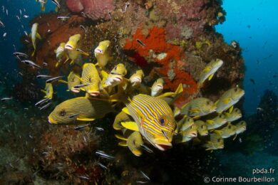 Gaterins. Otdima, Raja Ampat. Indonésie, juillet 2012.