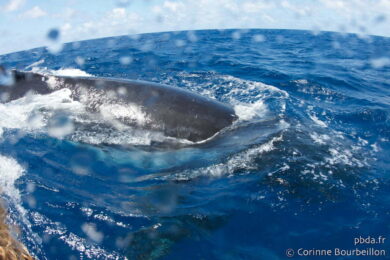 Maupiti. Rencontre avec une baleine. Polynésie, octobre 2012.